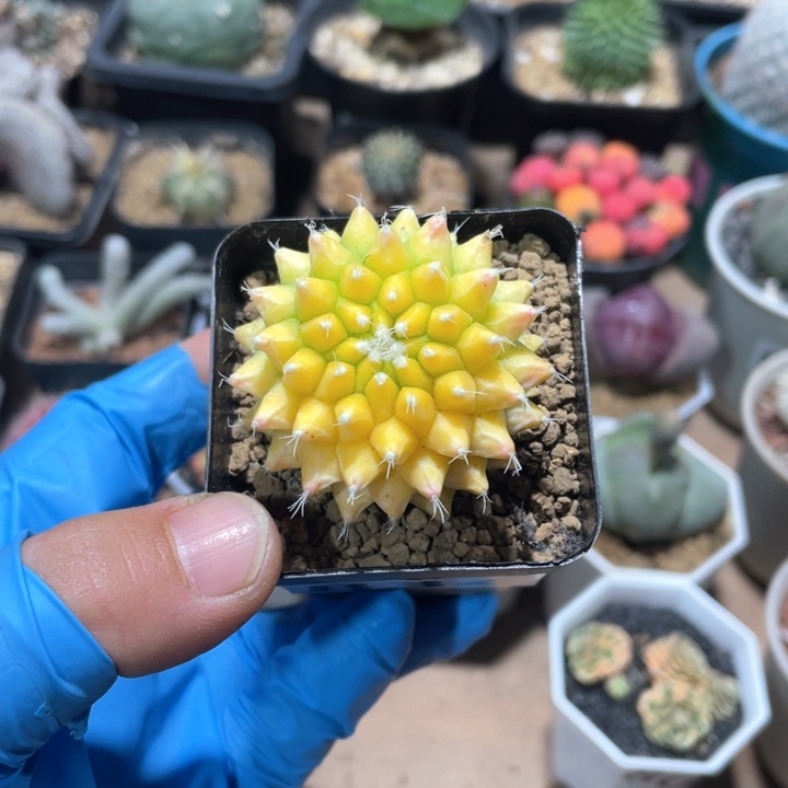 寒*雪834黄色菠萝锦自然锦