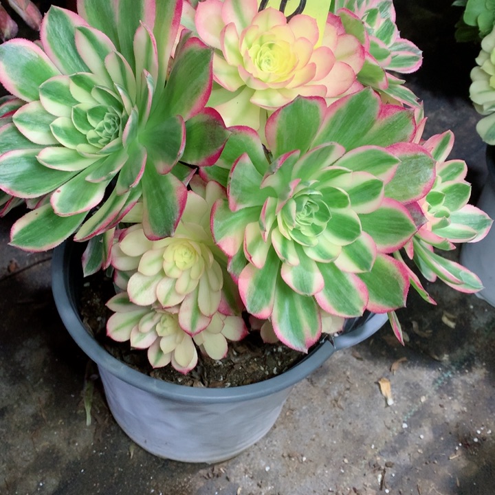 16海王多肉111111