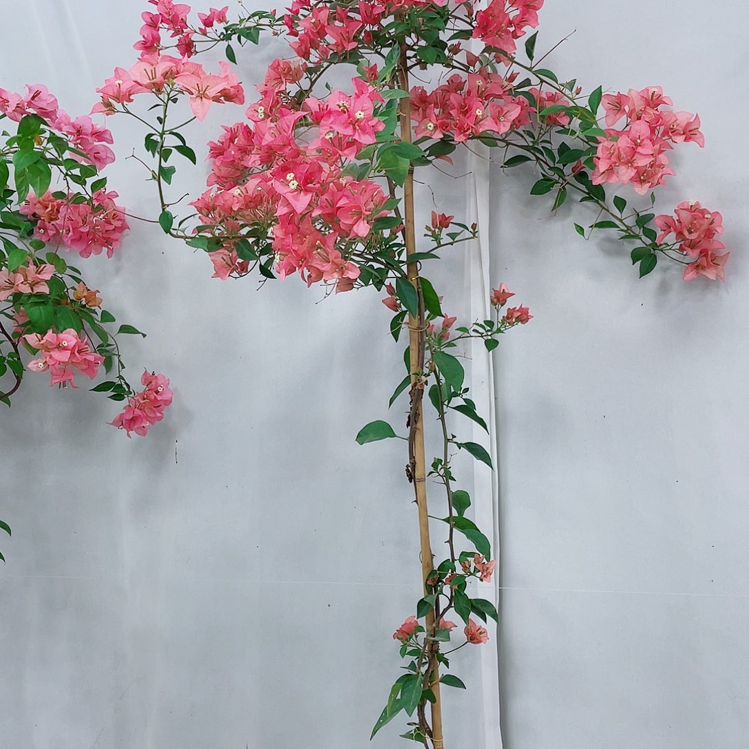 完全开放漳港学院学生会