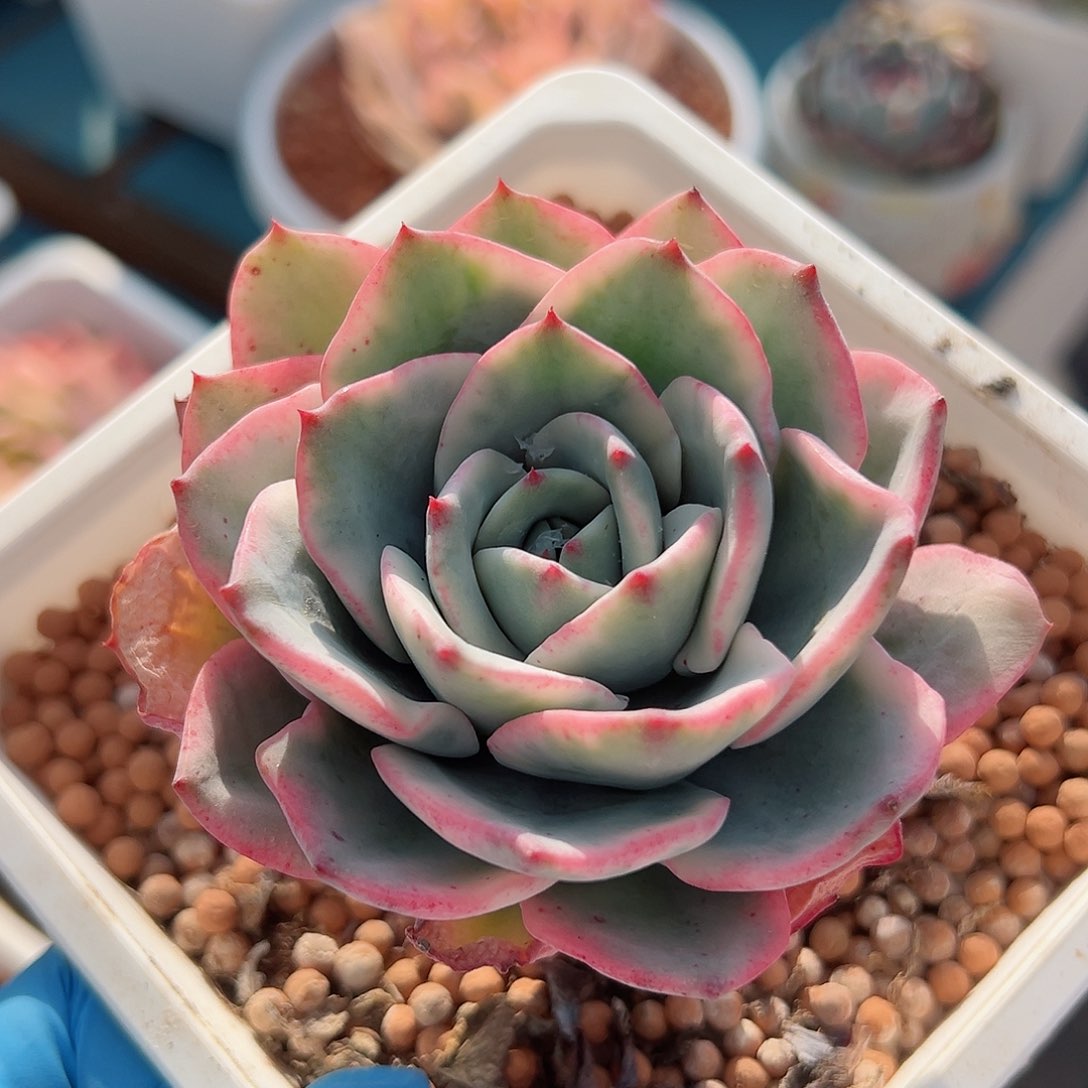 奶油黄桃锦，覆轮锦老桩