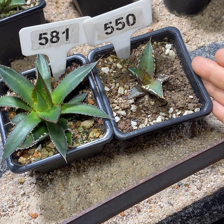 懒**娃福利 2 颗如图所示！！！