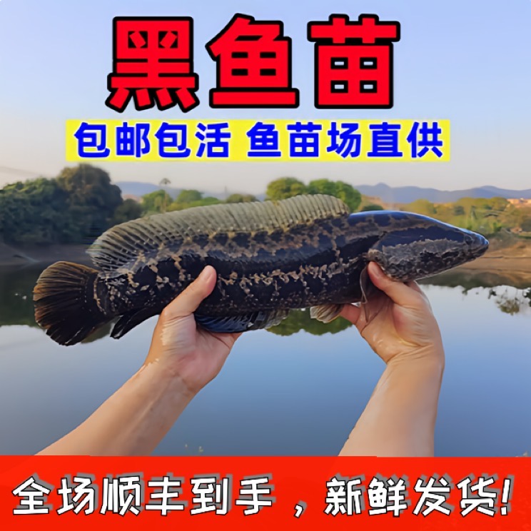 黑鱼乌鳢鱼活体观赏鱼雷龙鱼水族宠物养殖包邮包活