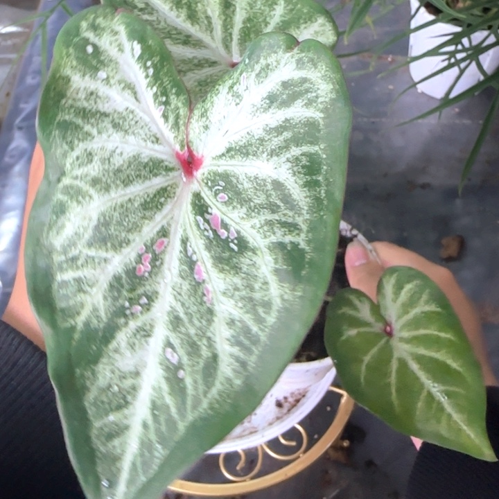 植物彩叶芋星星点点Q0163
