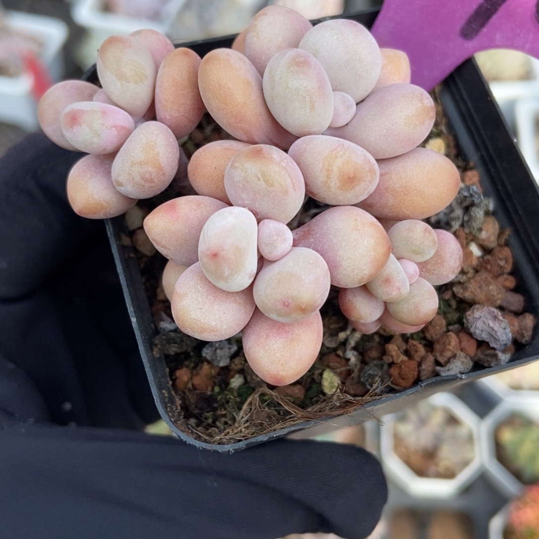 1970桃蛋多肉植物多肉