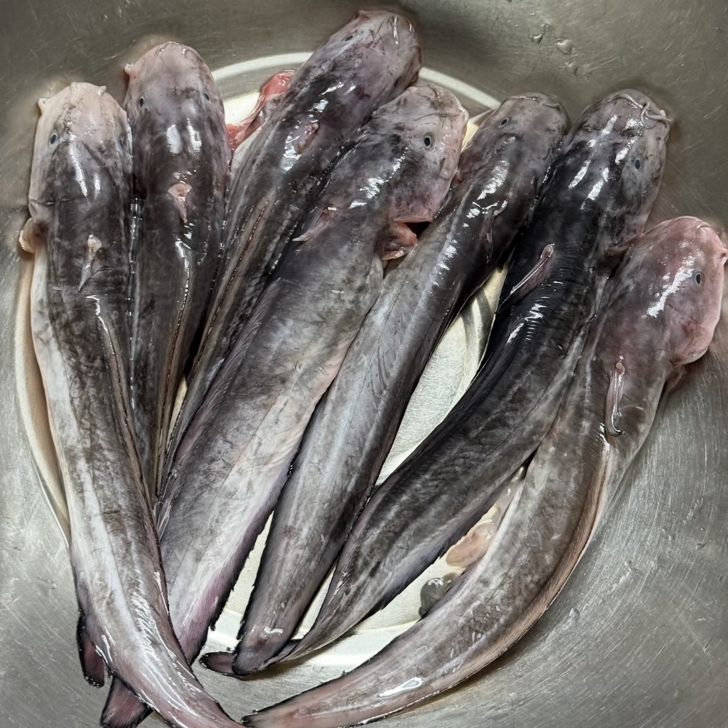 【沙毛鱼】正当季！汕尾本港沙毛鱼 菜脯焖豆瓣酱焖 肉质巨鲜嫩