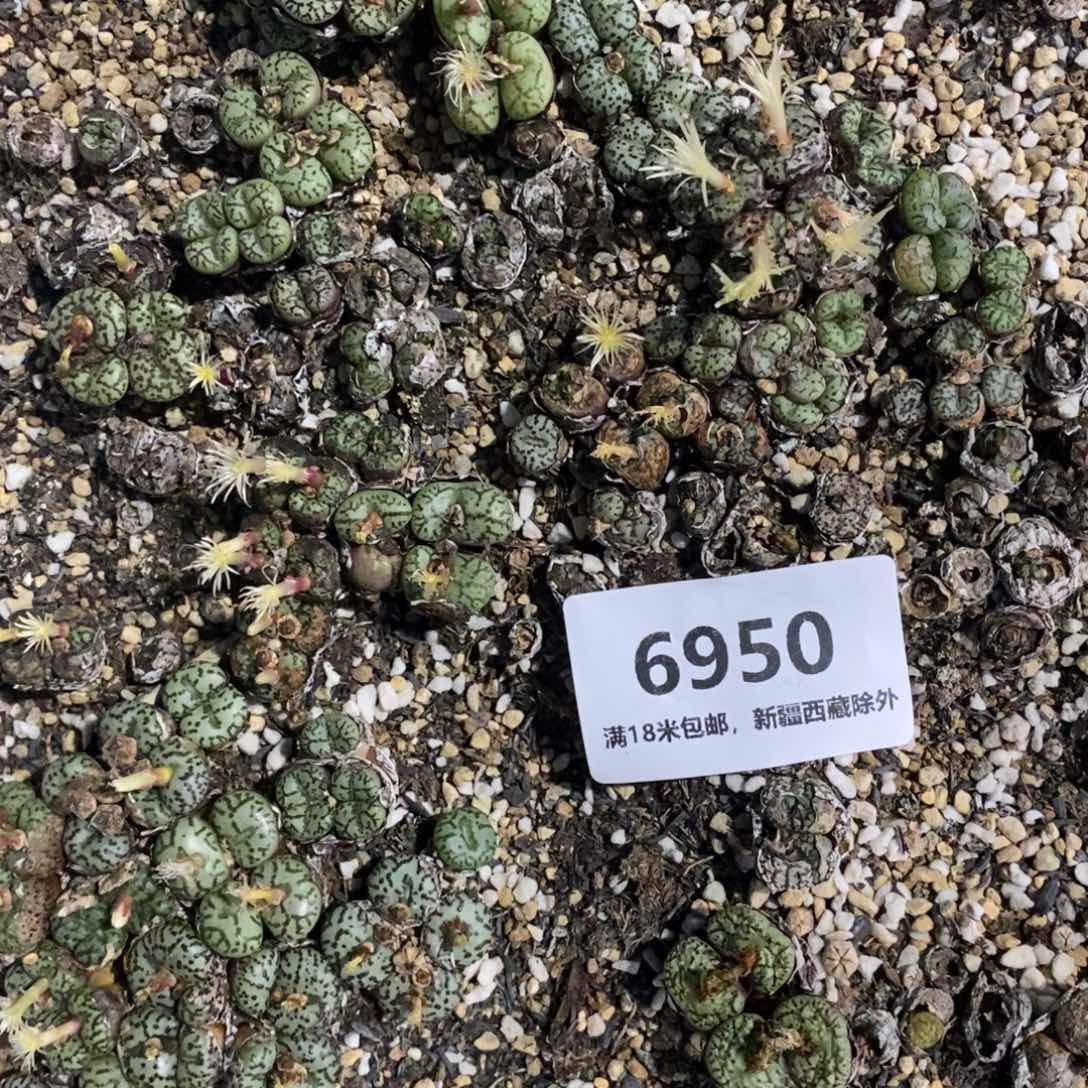 蓝***情6950。                