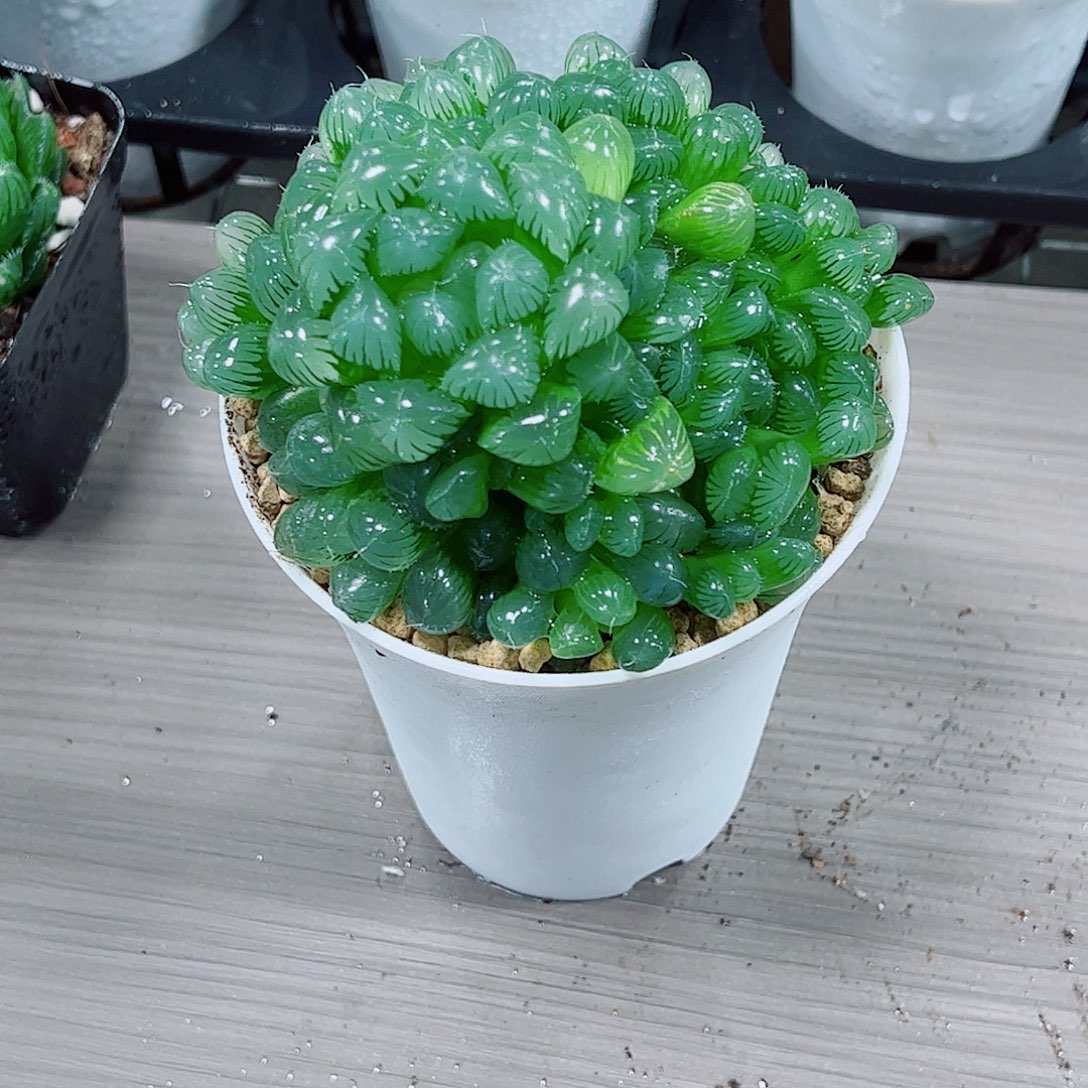 糯姬玉露一勿一拍