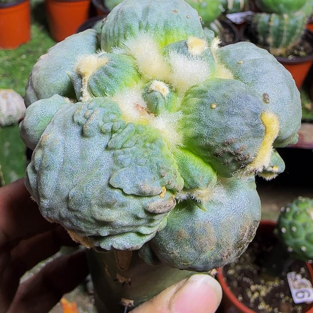 大尤蛋怒649仙人球