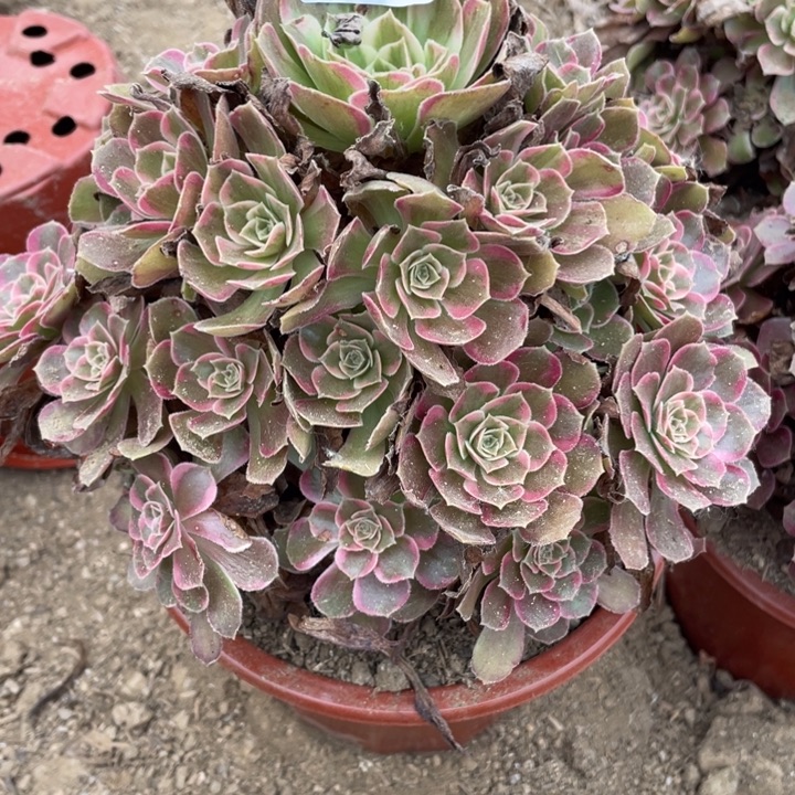无花朵018多肉植物安娜