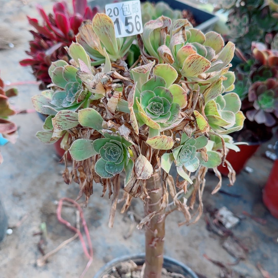 金缕156满20包邮断枝不包