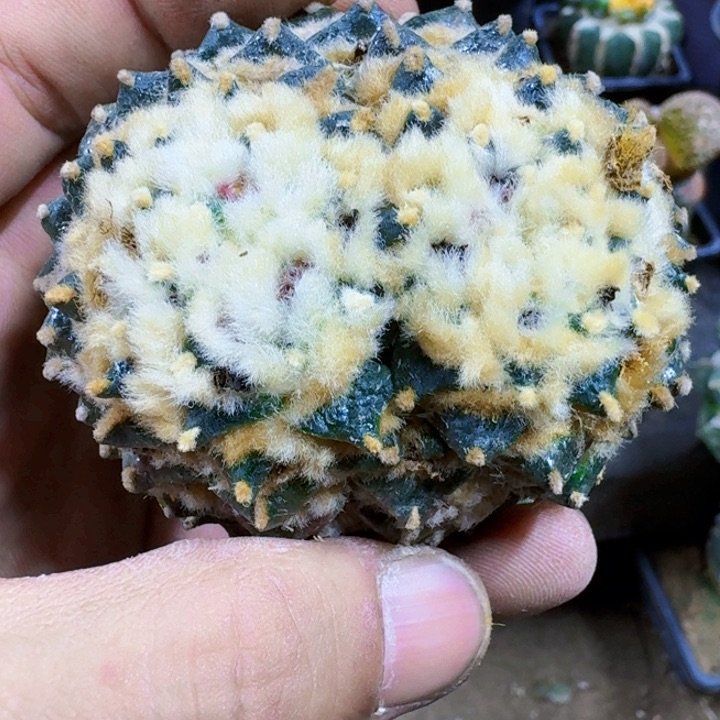 玩****！福利苗接牡丹双头263