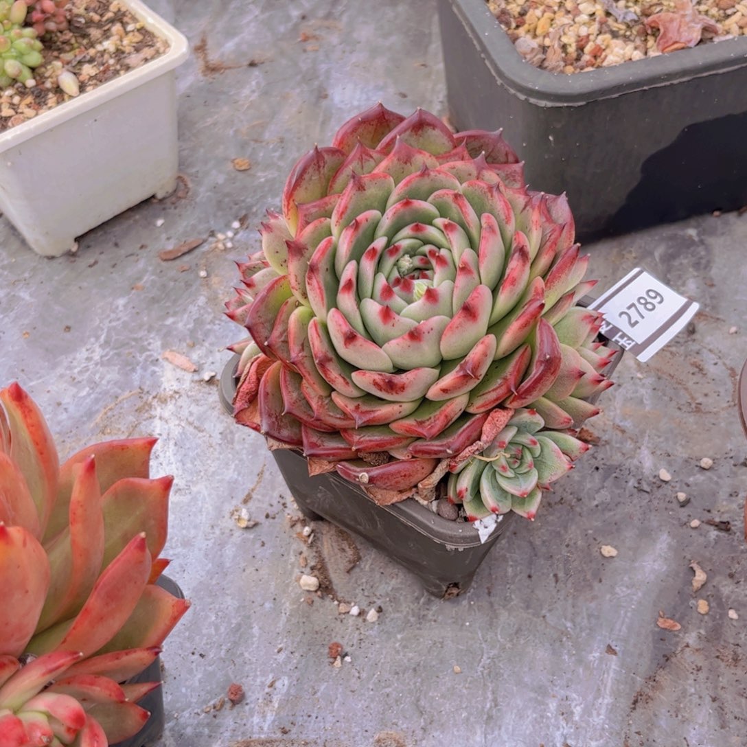 蓝龙杂多肉植物2789