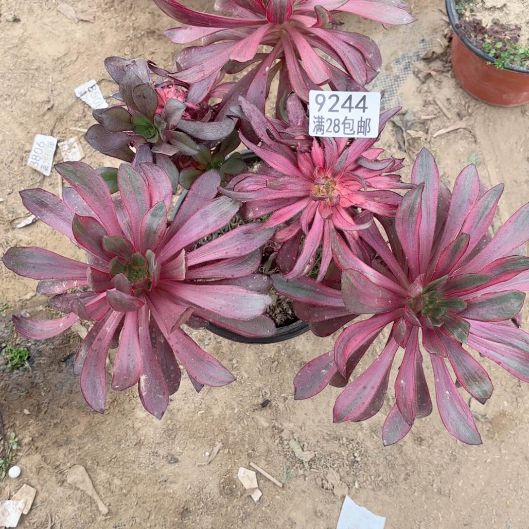 A.     9244火风多肉