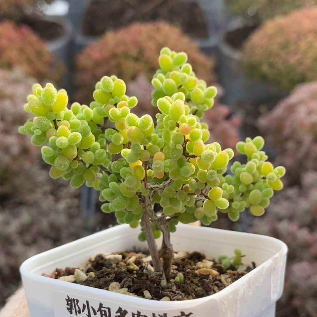 蜜橘糖球5443枝干番杏