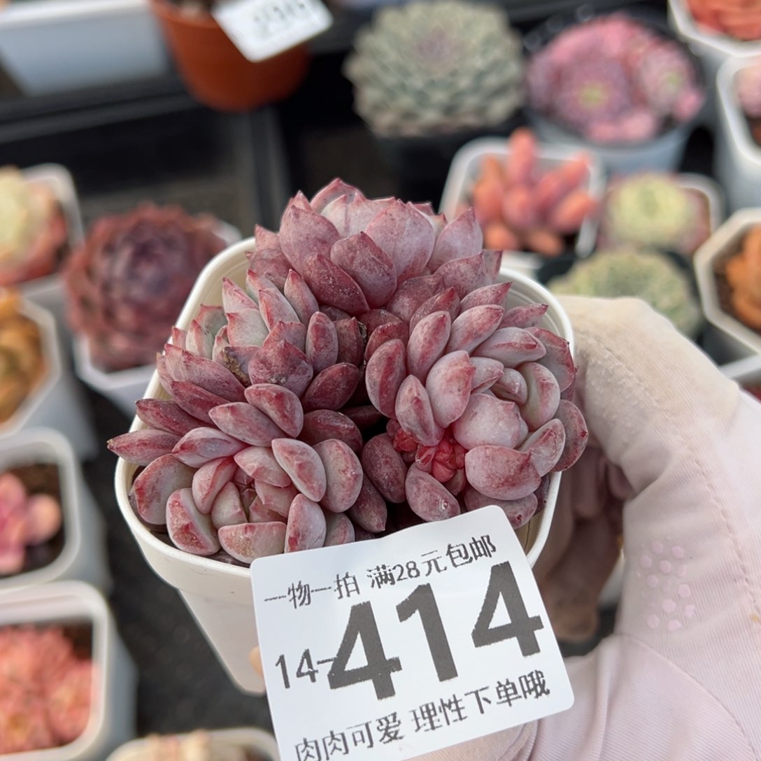 鲁冰多肉多肉多肉多肉