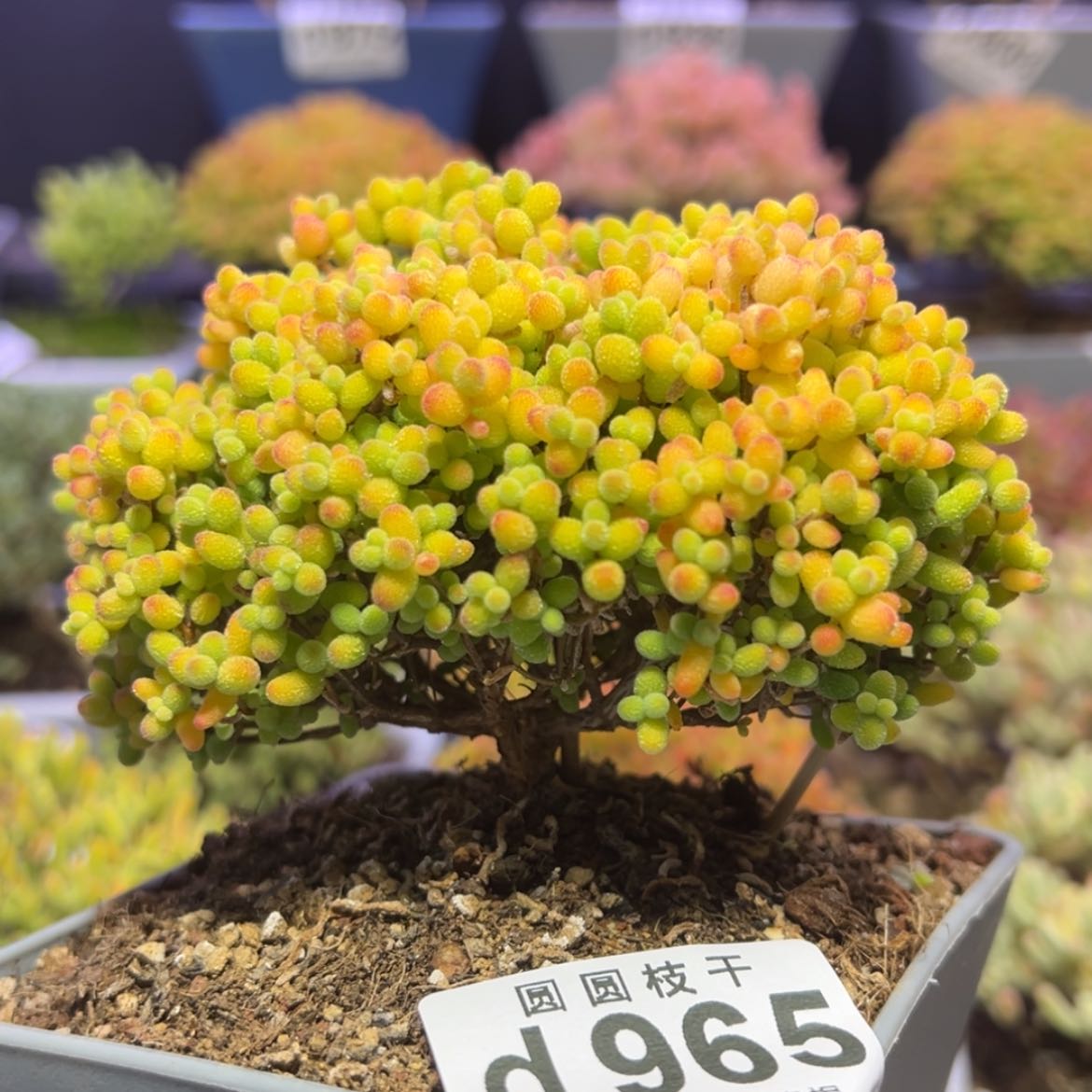 【闪购商品】d965老桩大金桔枝干番杏