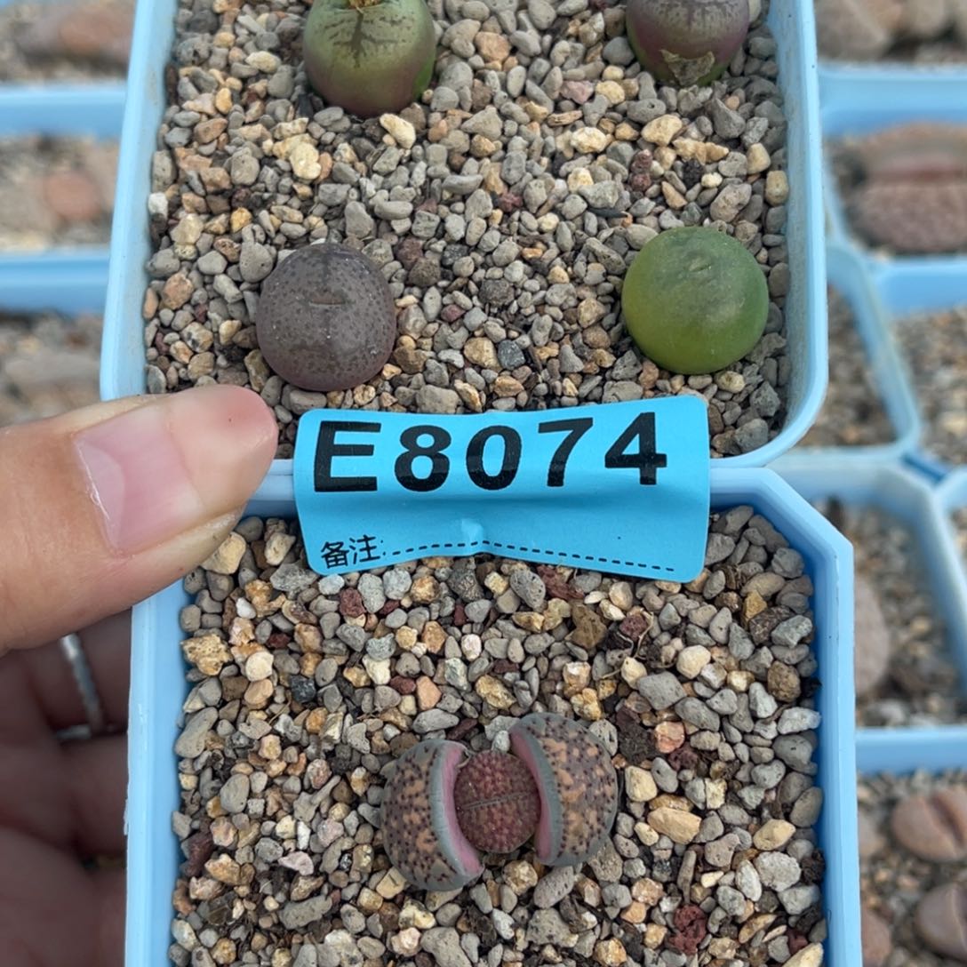 8074毛杂4血点1。  