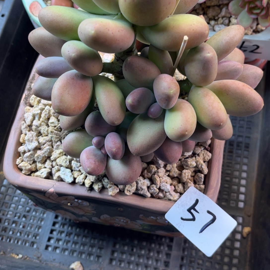 锦***花1.2-57刚果奶多头群生顺丰发货