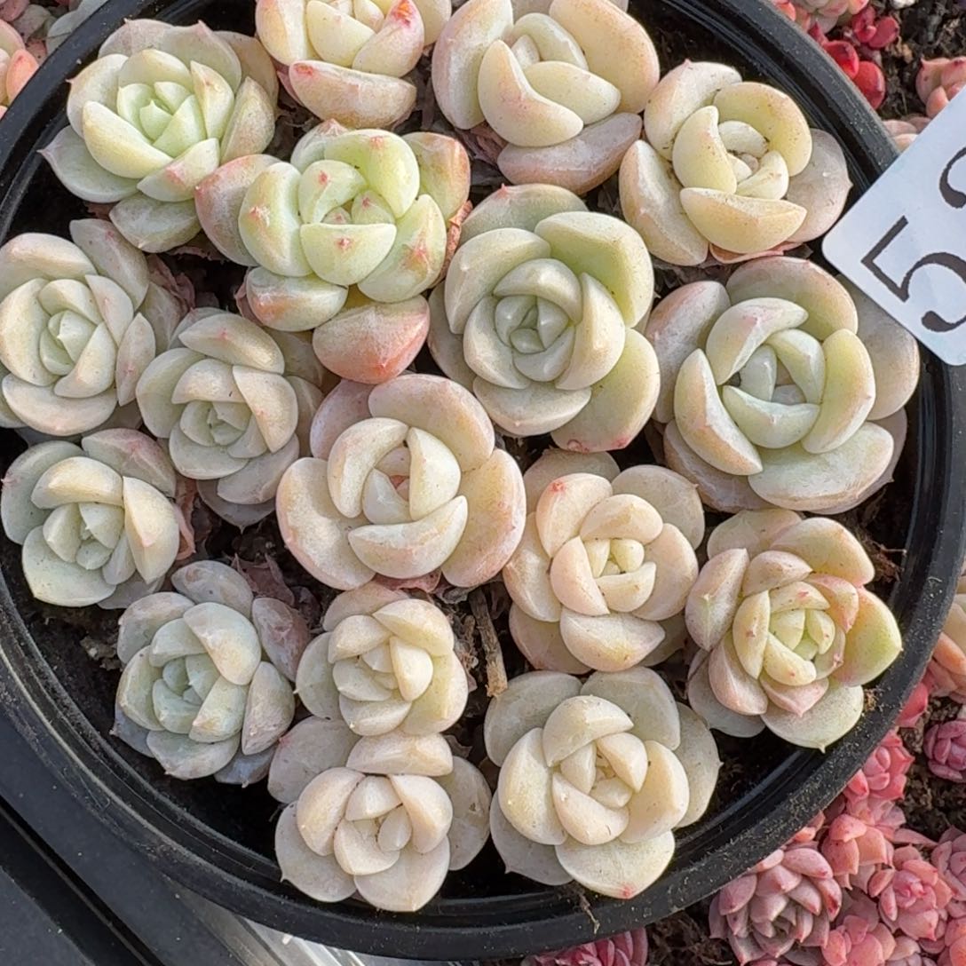 多肉植物多肉植物525