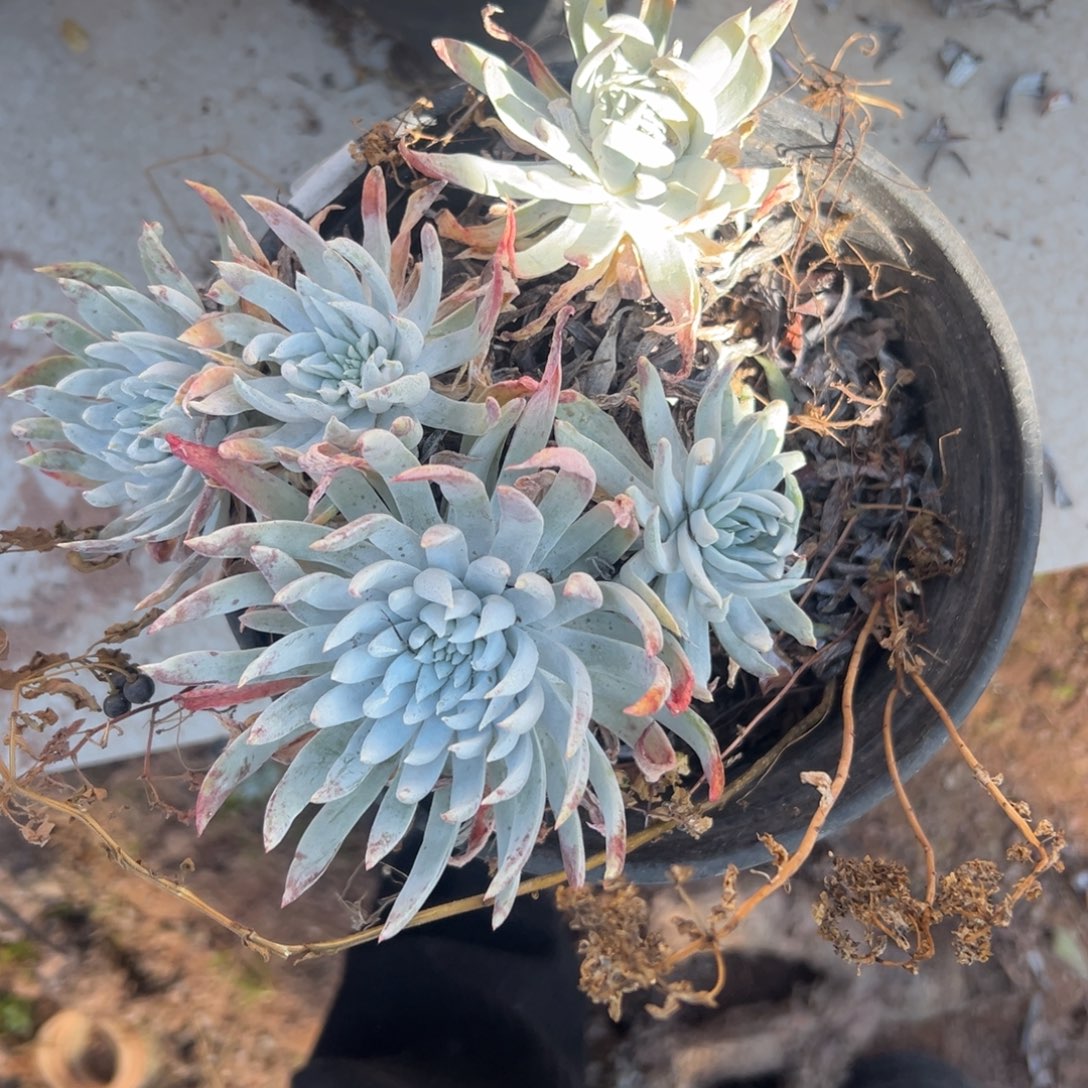 D***沙谢谢哥～一物一拍1963