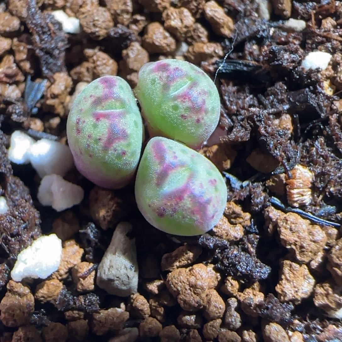 肉锥多肉植物组合-斑马967