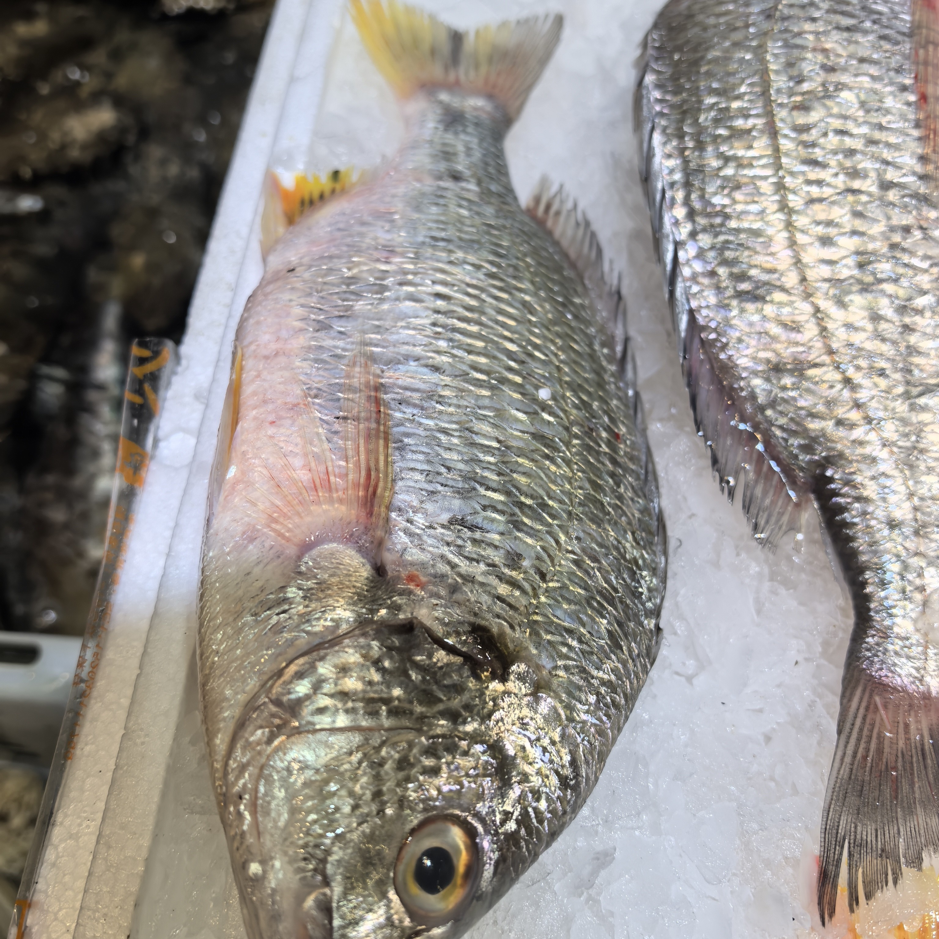 冰鲜海鲫鱼15元一条