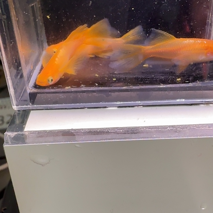 青鳉鱼一物一拍322