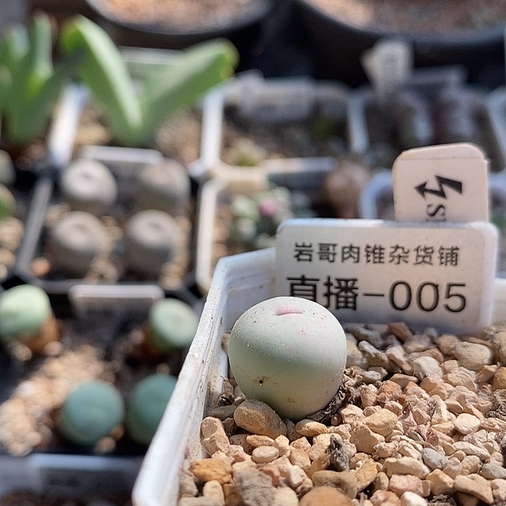 刺猬种源433V嘴一颗