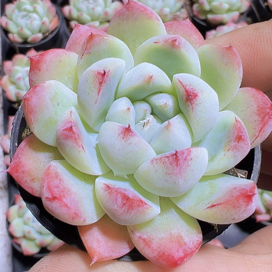 白底如梦令19包邮多肉