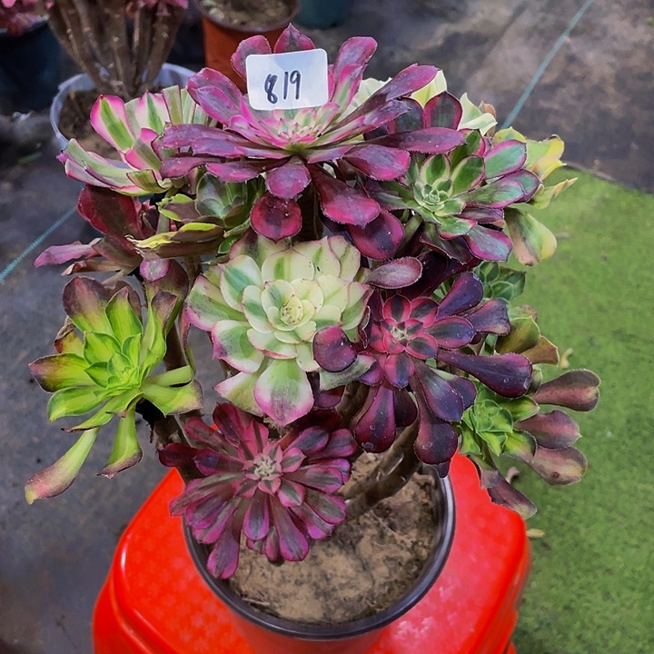 用***1架接000000000000819号