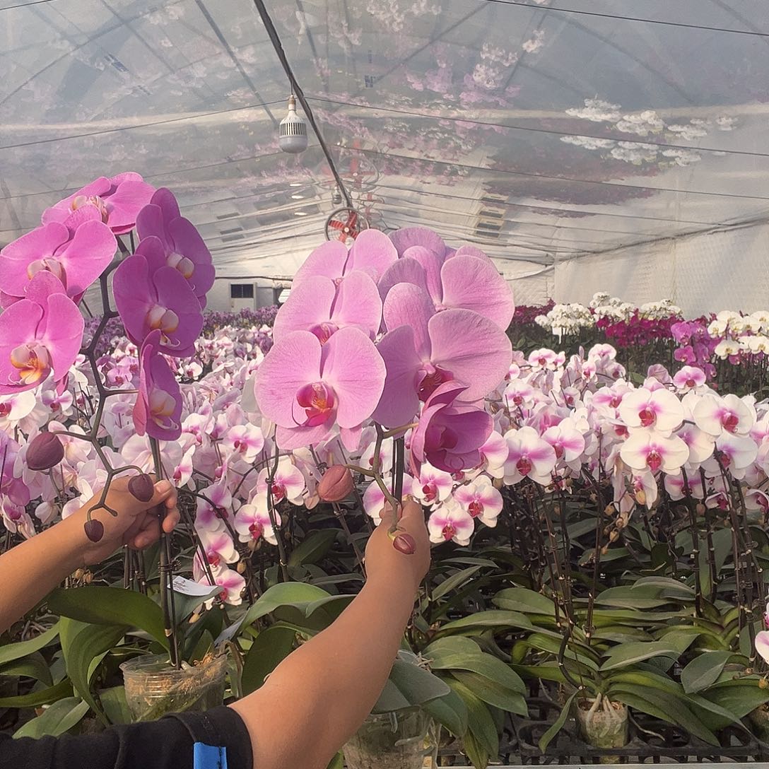 啦***啦纯棉苹果手机的功能是什么啊哈哈我