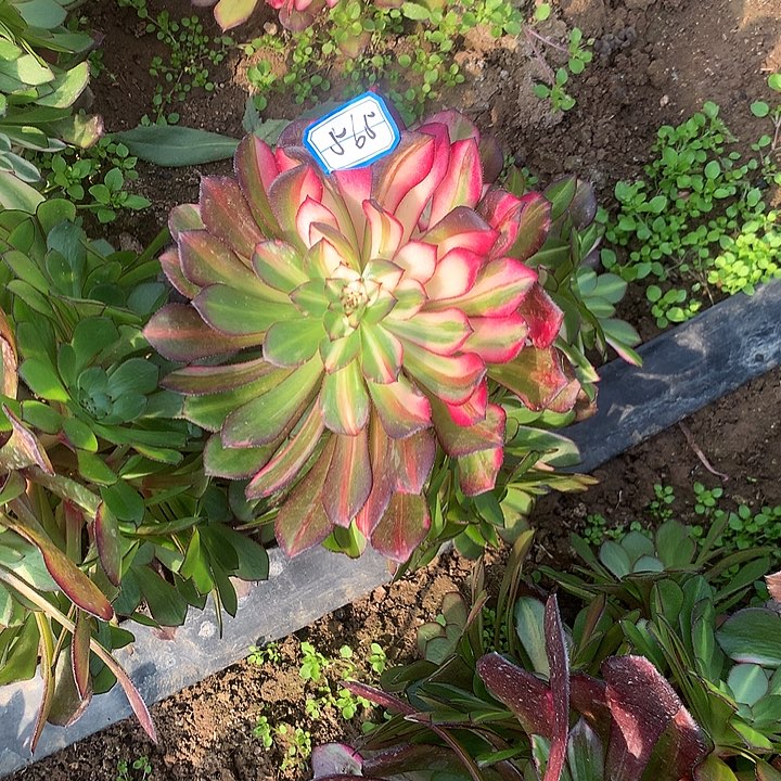 铜壶七彩多肉植物565