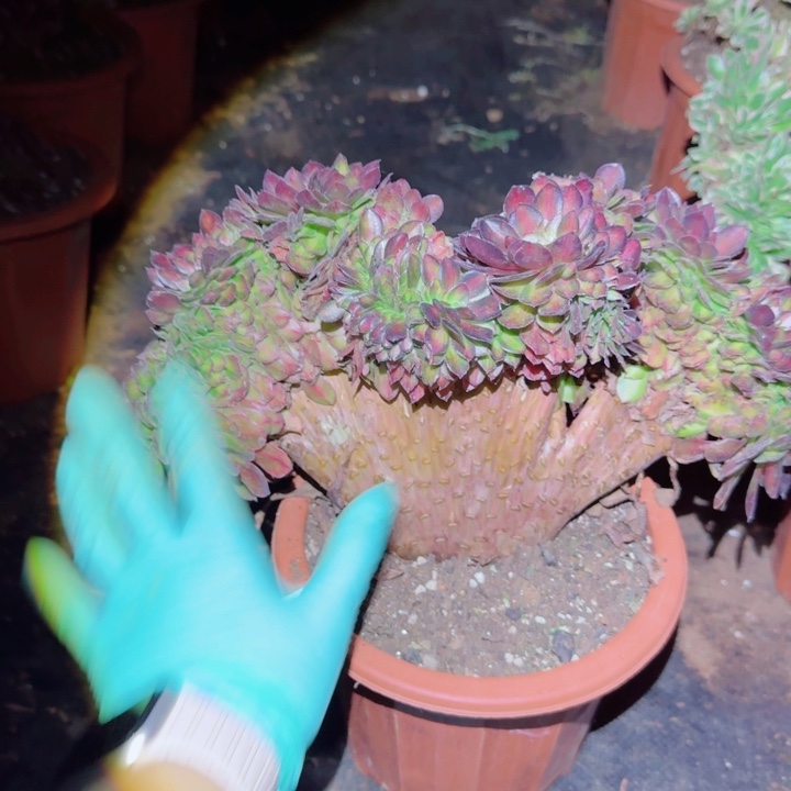 666抹茶缀化多肉植物满28包邮