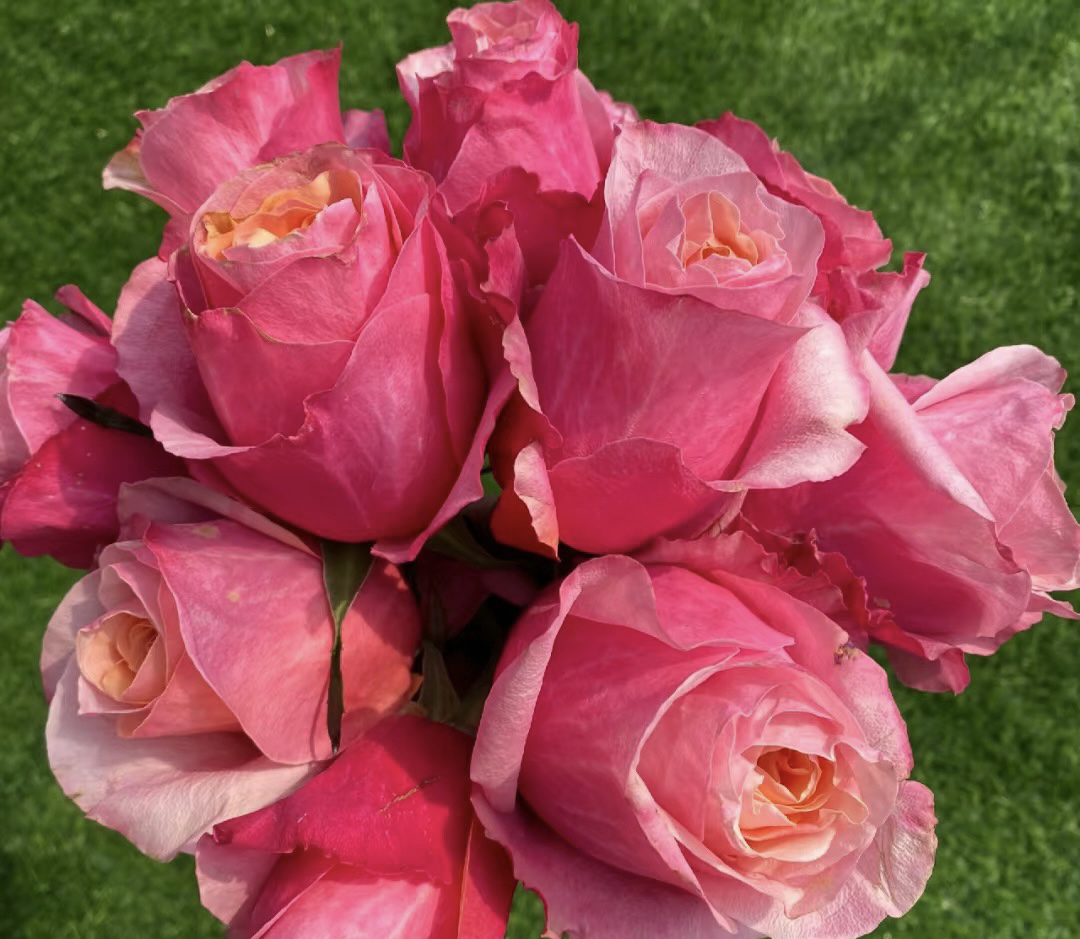 阿馥苑高端切花【火烈鸟】玫瑰花苗