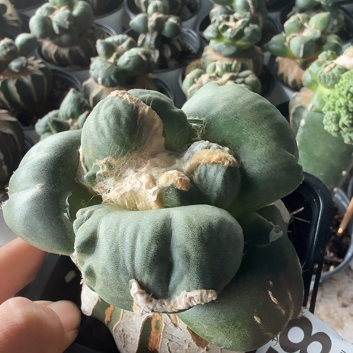 无花朵824大型体蛋蛋牡丹