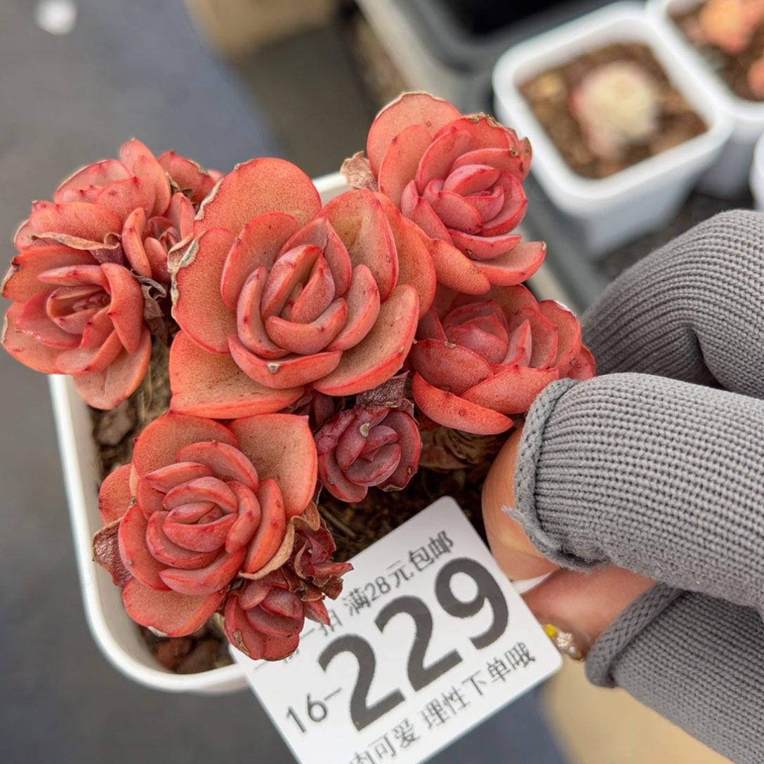 秀妍多肉多肉多肉多肉