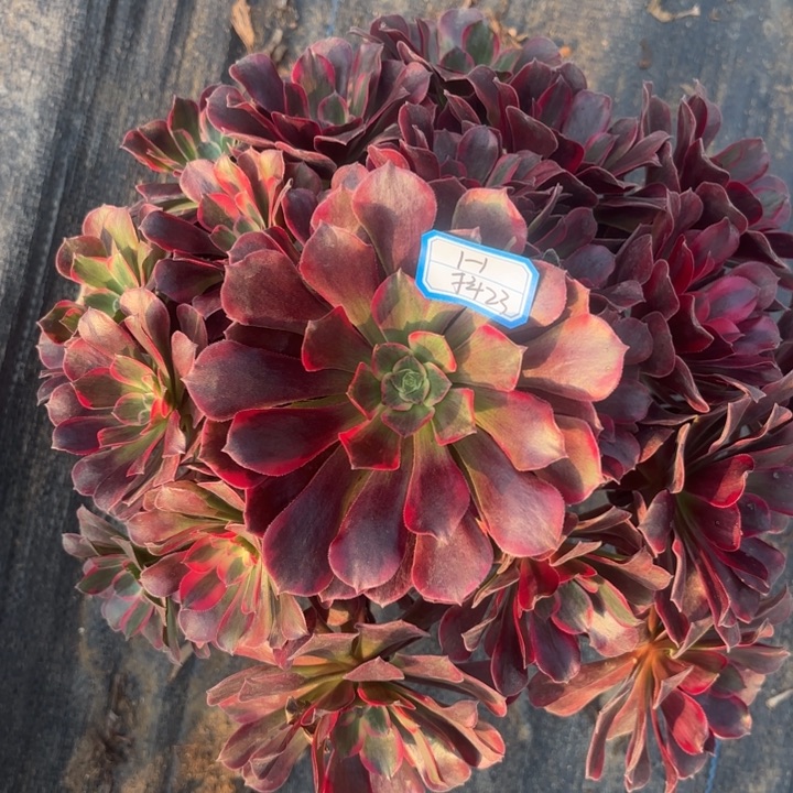 凤冠多肉法师不包损23