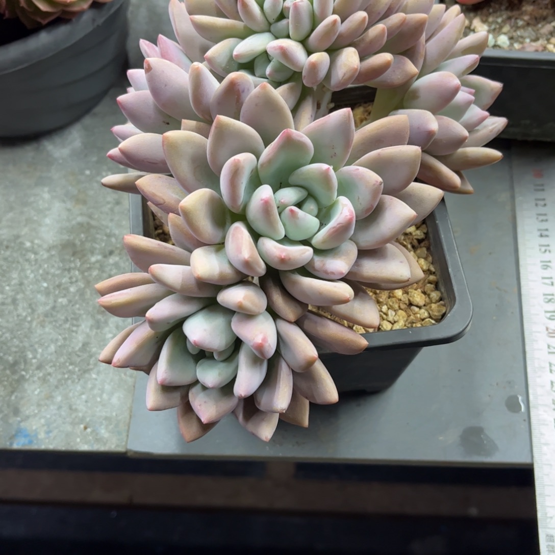 N***a多肉植物奥普琳娜