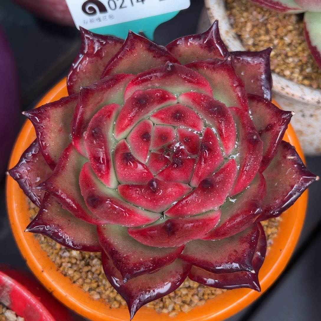 从前慢多肉精选编号0214.266