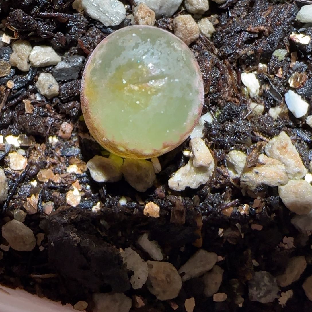 肉锥多肉植物百科25-安格527