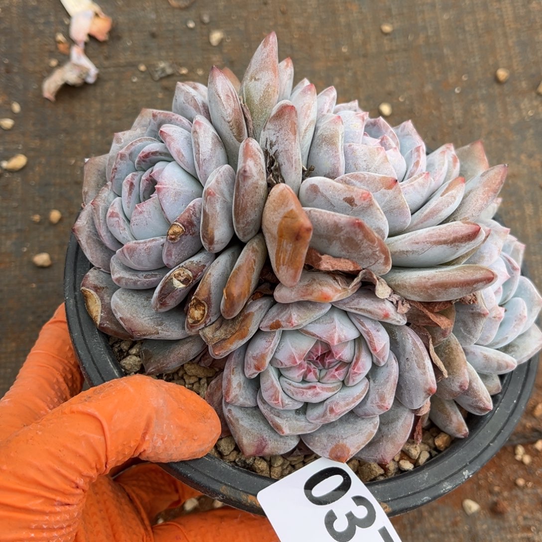 037号新疆西藏内蒙古不包邮