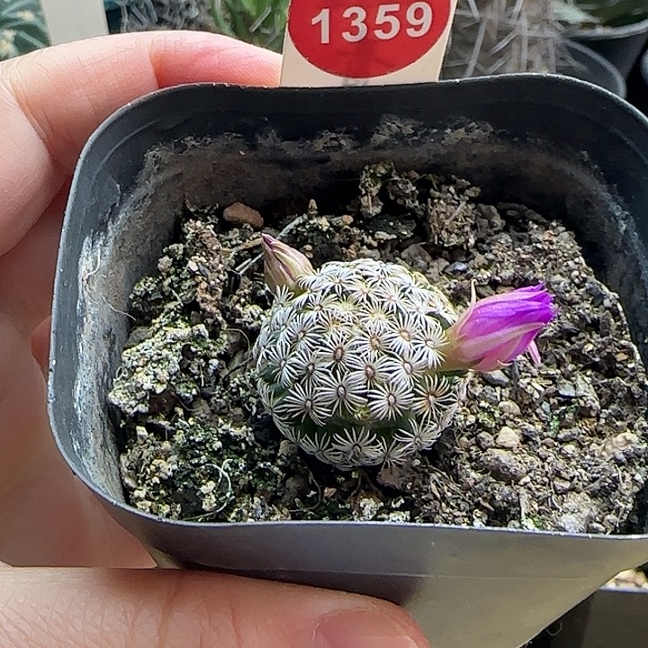 实生红花克氏丸一颗