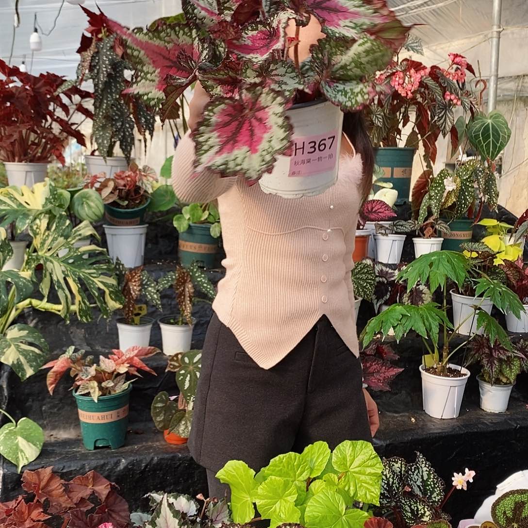 不开花植物黄*菊367