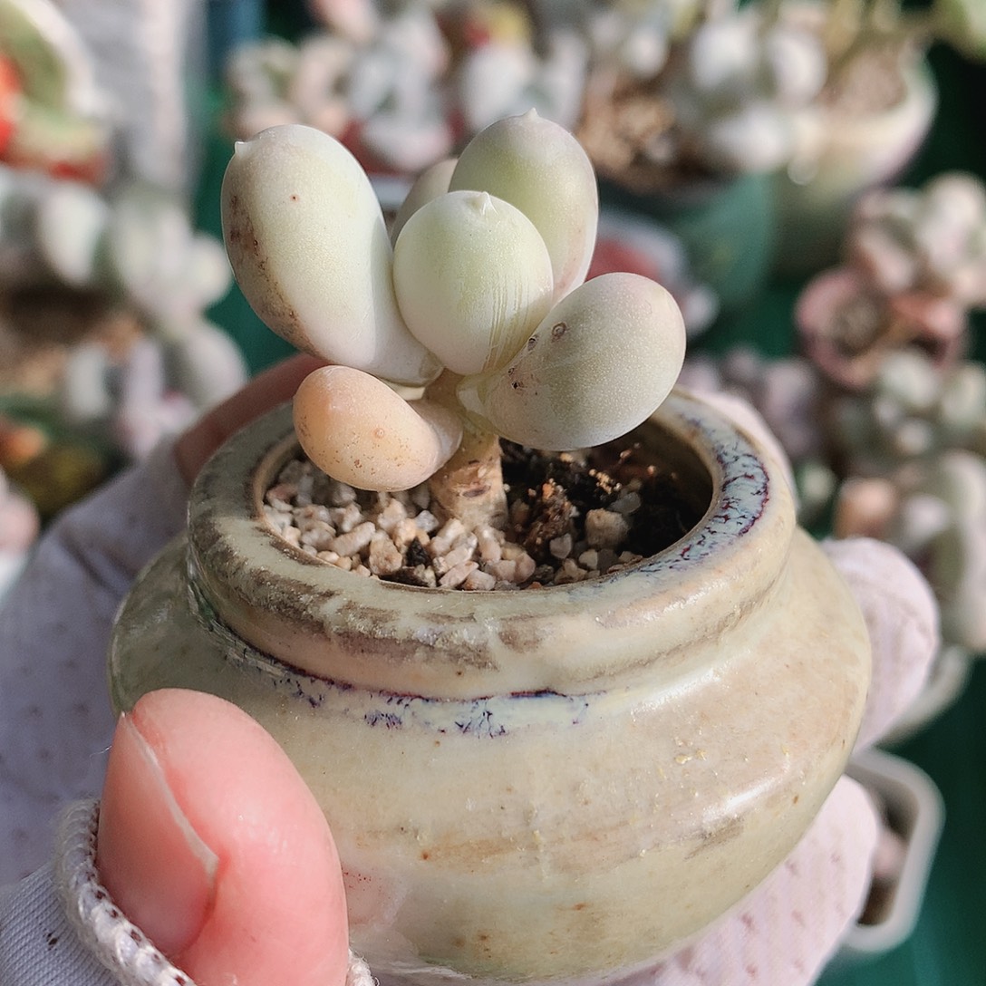 熙熙差价一物一拍