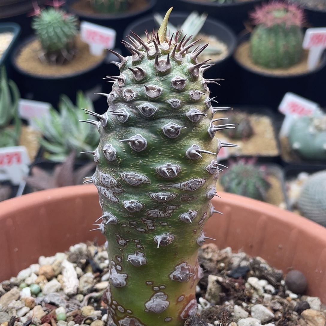 实生双刺瓶干大戟仙人球