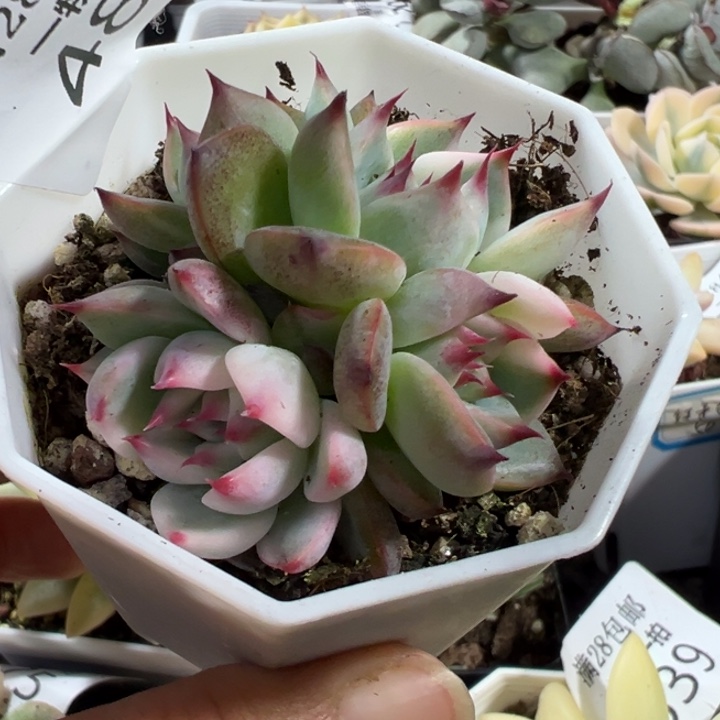 吉娃娃锦多肉植物482