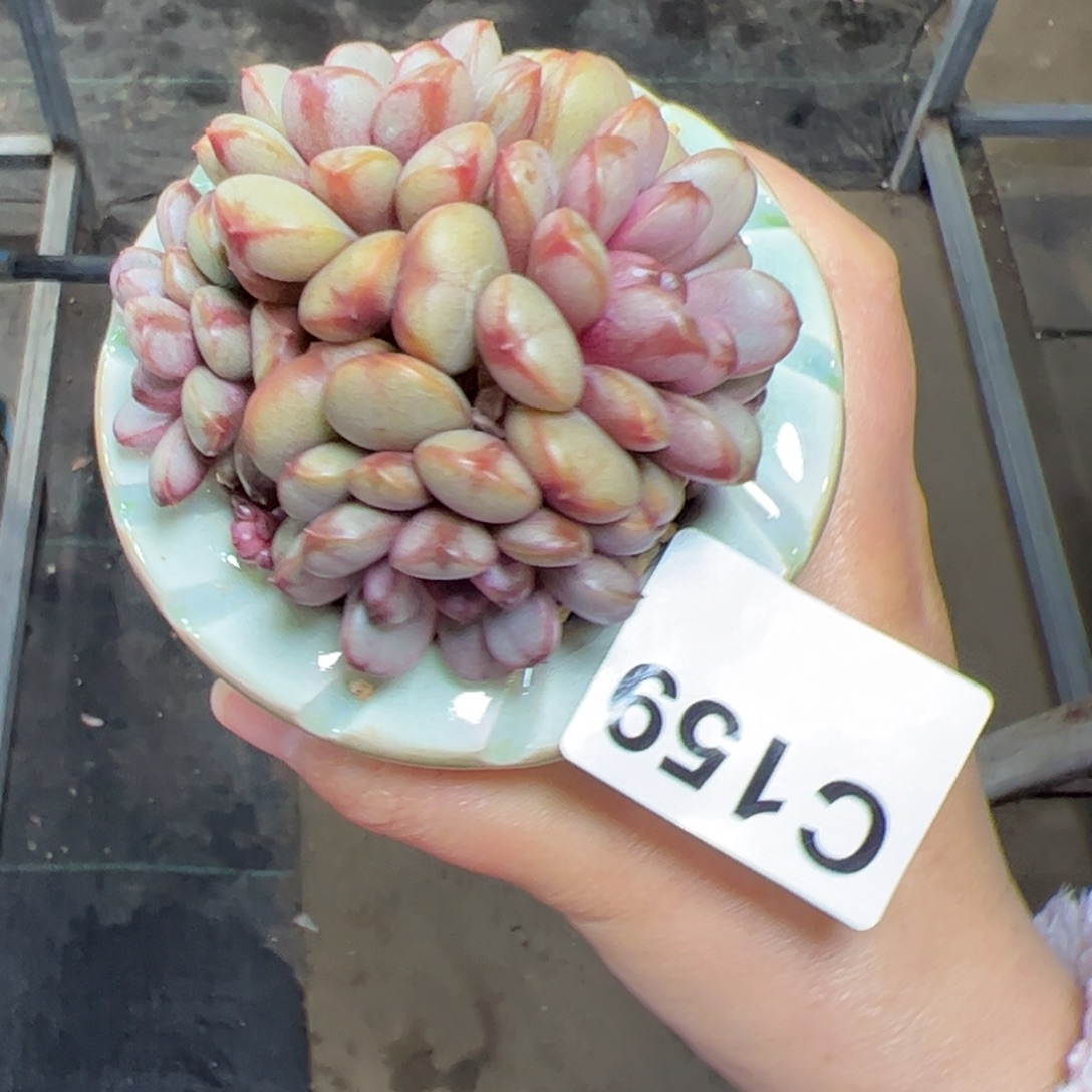 159 多肉植物组合盆栽