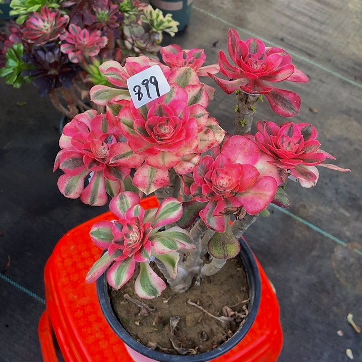 樱***：架接0000000000899号