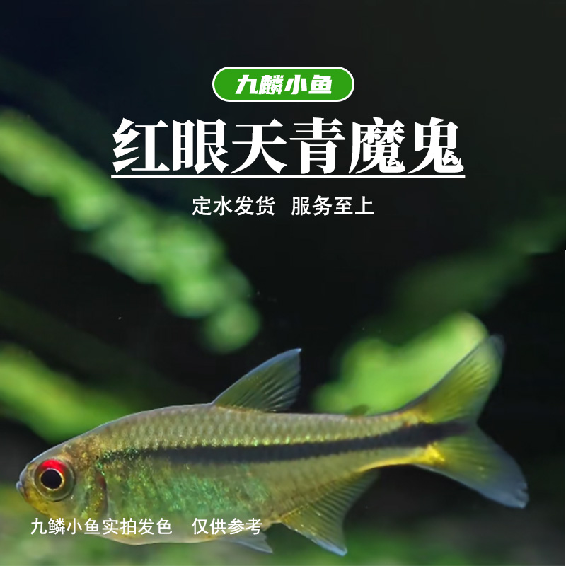 九鳞小鱼 【红眼天青魔鬼】   满三单发货