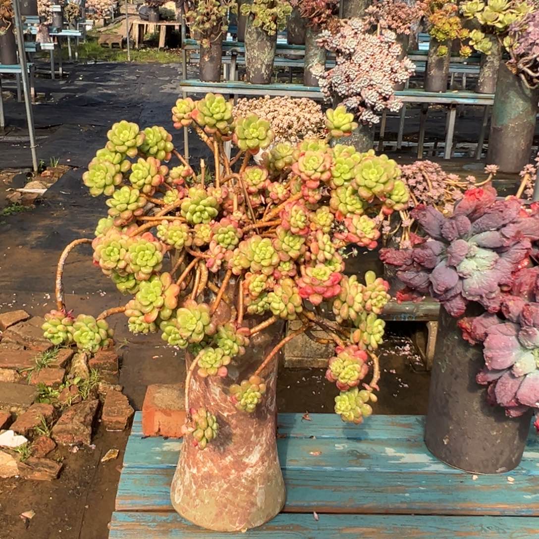 精品香格里拉妖桩瀑布 裸肉